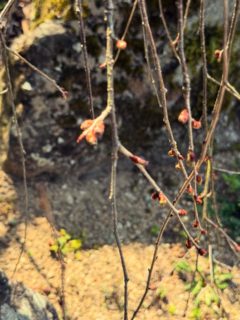 BBSCARS

ラシーン専門店

わかりにくいですが

当社の枝垂れ桜のつぼみがふっくらしてきました

開花楽しみです

#BBSCARS
#ラシーン専門店
#ラシーン専門店BBSCARS
#桜
#枝垂れ桜